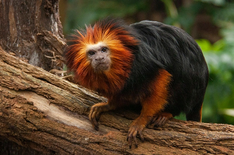 Amazonia