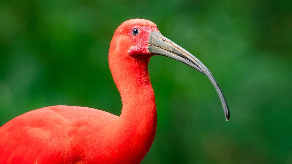 World of Birds