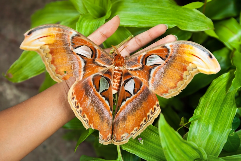 Insectarium
